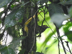 Chlorothraupis olivacea