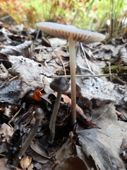 Mycena alcalina