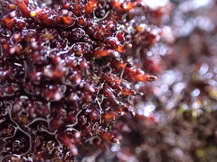 Andreaea