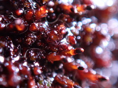 Andreaea