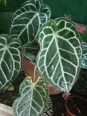 Alocasia amazonica