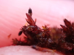 Andreaea