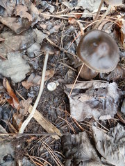 Mycena alcalina