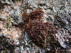 Andreaea