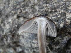 Mycena alcalina