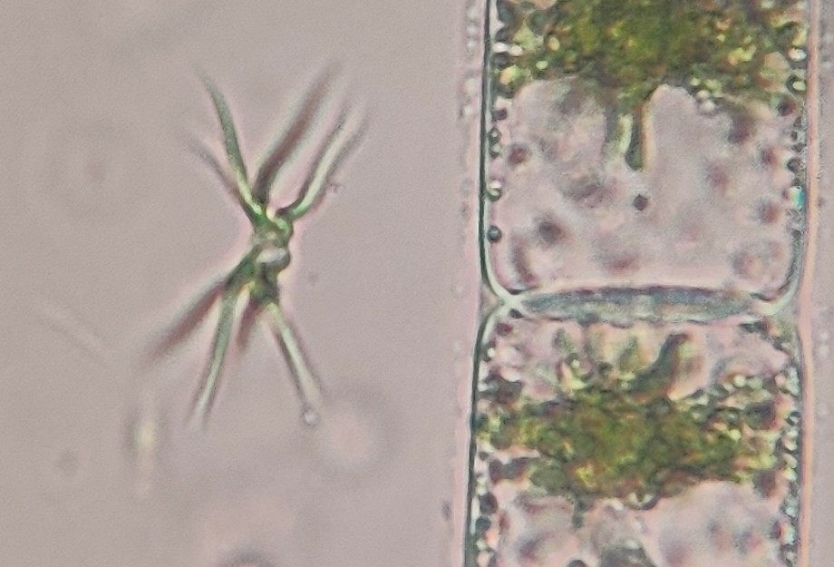 Ankistrodesmus spiralis