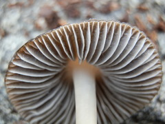 Mycena alcalina