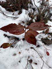 Vaccinium membranaceum