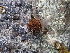 Andreaea