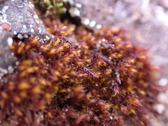 Andreaea