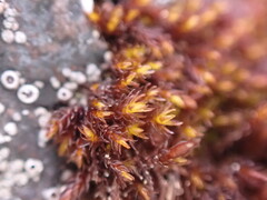 Andreaea