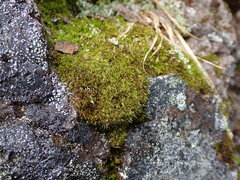 Hymenoloma crispulum