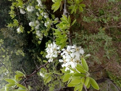 Pyrus spinosa