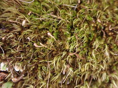 Hymenoloma crispulum