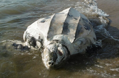 Dermochelys coriacea