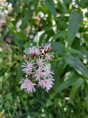 Aristeguietia salvia