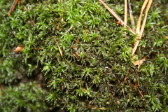 Atrichum undulatum