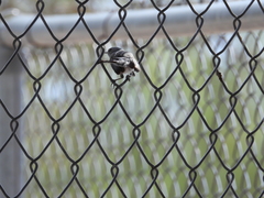 Polioptila melanura