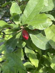 Synsepalum