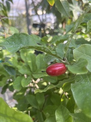 Synsepalum