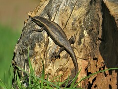 Trachylepis punctatissima