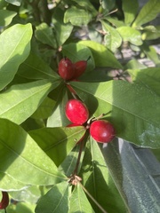 Synsepalum