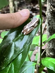 Dendropsophus elegans