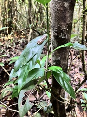 Dendropsophus elegans