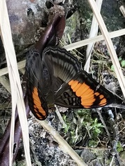 Adelpha mesentina