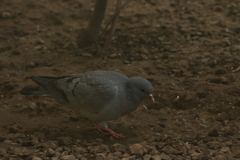 Columba oenas