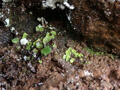 Peltigera venosa