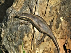 Trachylepis punctatissima