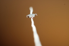 Dermacentor occidentalis