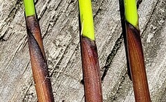 Juncus effusus pacificus