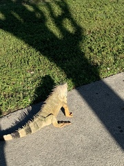 Iguana iguana