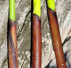 Juncus effusus pacificus