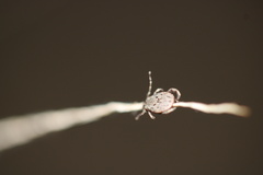 Dermacentor occidentalis