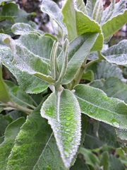 Acrisione denticulata