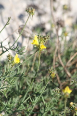 Linaria supina
