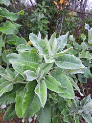 Acrisione denticulata