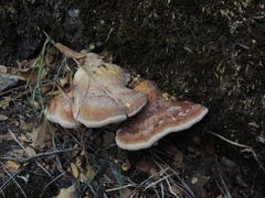 Laetiporus portentosus