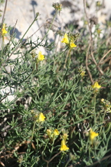 Linaria supina