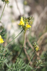 Linaria supina