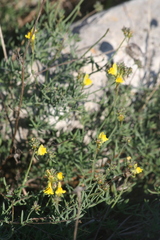 Linaria supina