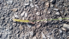 Setaria pumila