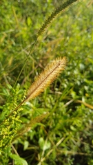 Setaria pumila