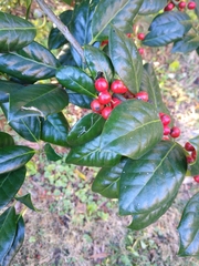 Ilex cornuta