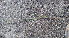 Setaria pumila