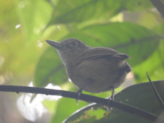 Dysithamnus puncticeps