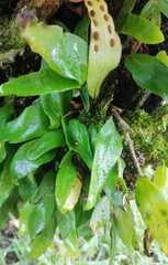 Pleopeltis macrocarpa